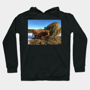 Scottish Highland Cattle Cow 2311 Hoodie